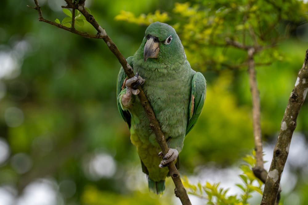 Pancho in its garden