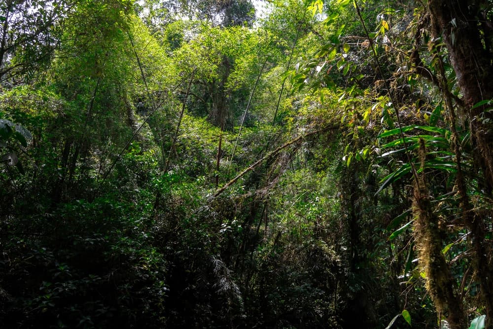 Guadua bamboo generates 58% more oxygen than tropical trees